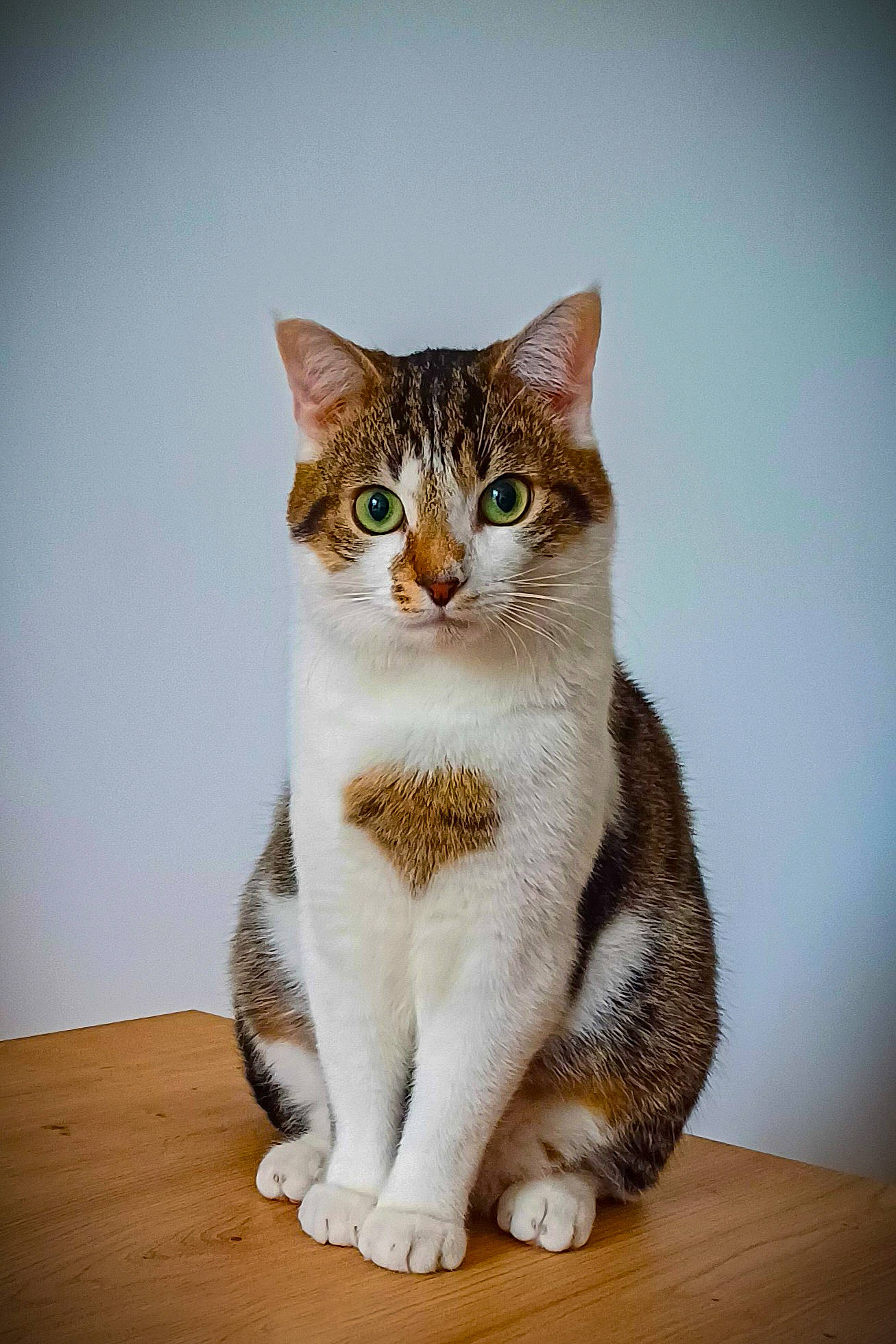 Winter a rejoint le concours — aidez-le/la à gagner de superbes lots ! carnivore, cat, comfort, domestic_short_haired_cat, eye, fawn, felidae, fur, human_body, leg, paw, sitting, small_to_medium_sized_cats, snout, tail, terrestrial_animal, tree, whiskers, window, wood