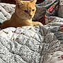 bed, bedroom, blanket, cat, close_up, cozy, domestic_animal, dresser, ears, eyes, floral_pattern, fur, ginger_cat, indoor, pet, portrait, quilt, resting, textile, whiskers