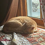 Loulou joined the competition — help win amazing prizes! cat, ginger_cat, sleeping, nap, quilt, window, curtain, sunlight, indoor, cozy, pet, fur, wooden_frame, bedroom, home, resting, patterned_textile, peaceful, domestic, calm