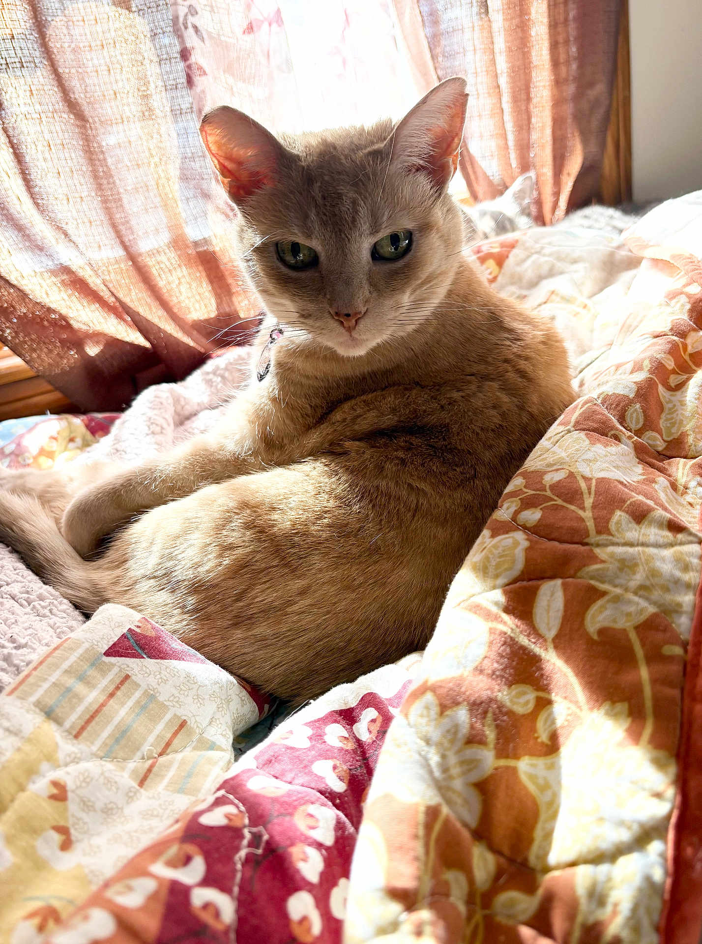 Loulou joined the competition — help win amazing prizes! cat, feline, pet, indoor, sunlight, bed, quilt, blanket, window, curtain, portrait, fur, whiskers, green_eyes, collar, cozy, resting, cute, close_up, sleepy