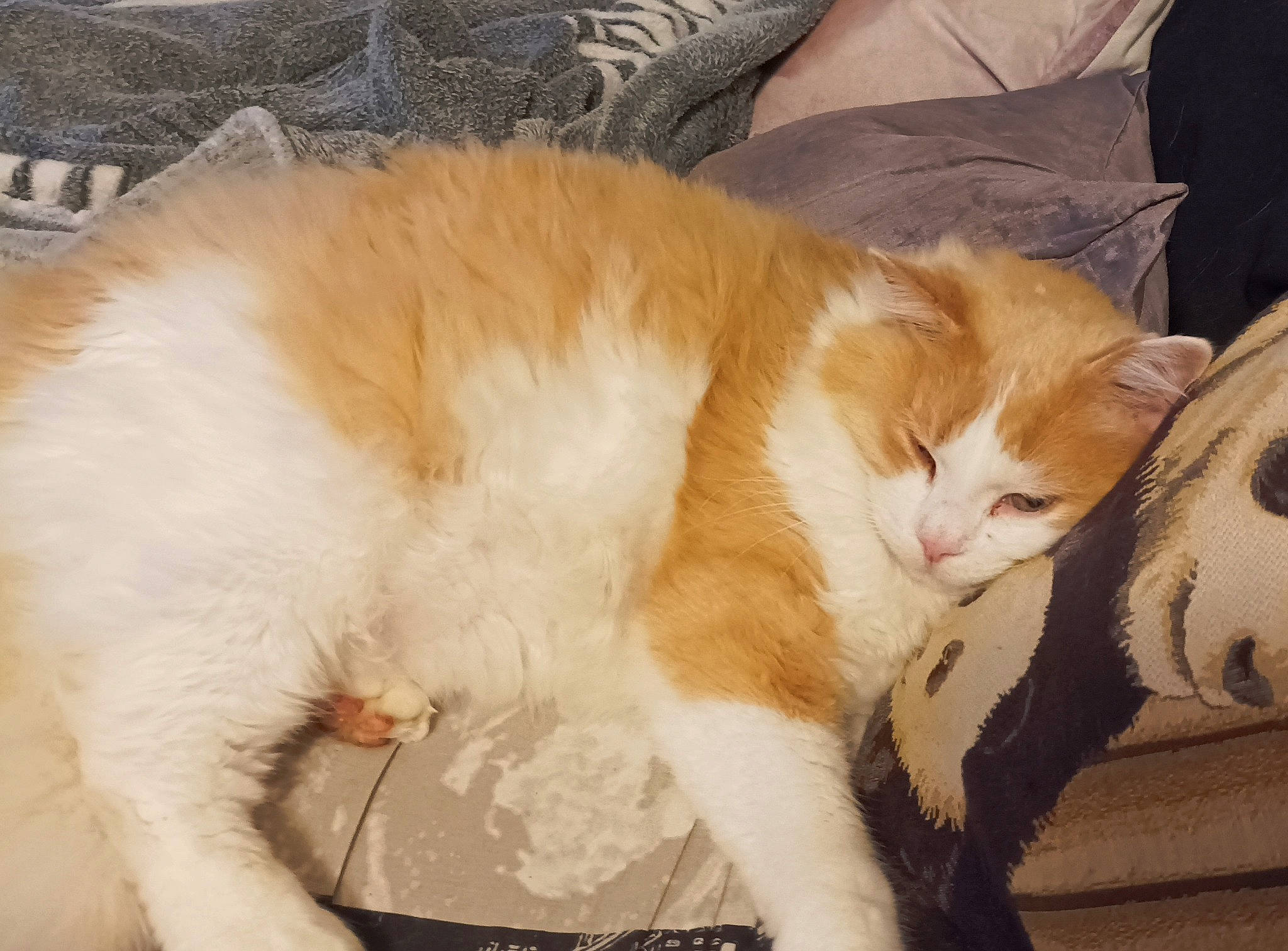 Poussy participe au concours pour gagner de l'argent avec cette photo : box, cardboard, carnivore, cat, claw, comfort, domestic_short_haired_cat, ear, felidae, foot, fur, lap, nap, paw, sitting, small_to_medium_sized_cats, snout, tail, whiskers