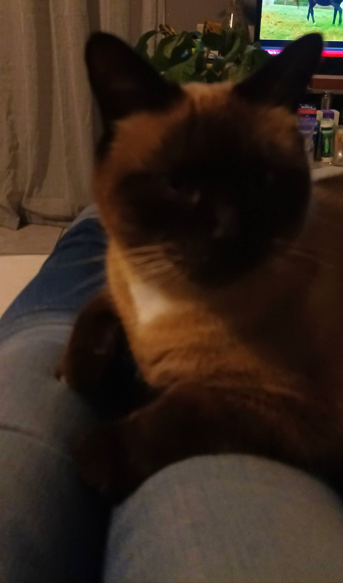 Kookie a rejoint le concours — aidez-le/la à gagner de superbes lots ! birman, carnivore, cat, comfort, fawn, felidae, flooring, fur, paw, siamese, sky, small_to_medium_sized_cats, snout, tail, thai, whiskers