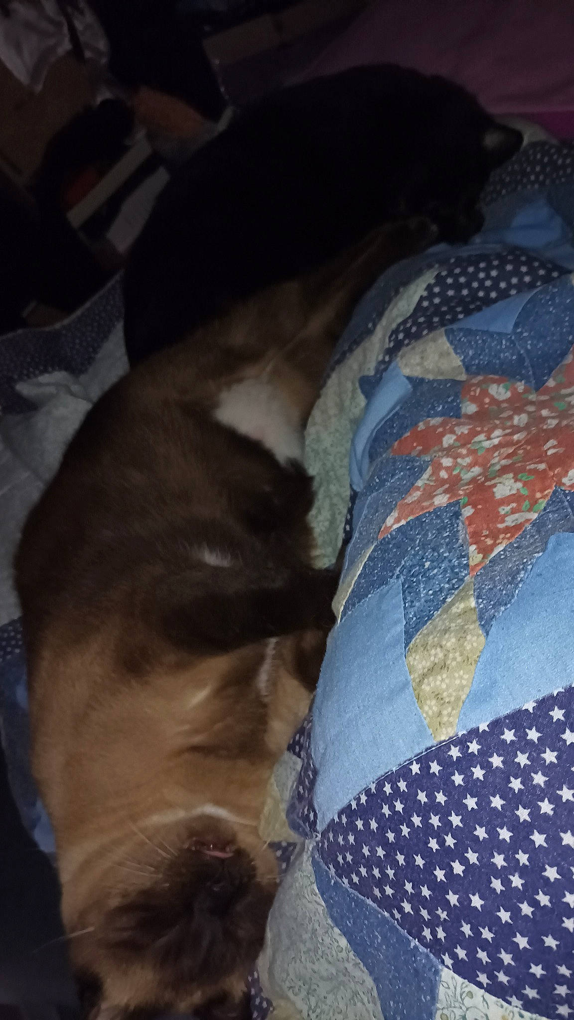 Kookie a rejoint le concours — aidez-le/la à gagner de superbes lots ! bedding, canidae, carnivore, comfort, companion_dog, couch, dog, dog_breed, electric_blue, fawn, felidae, fur, grey, linens, nap, pattern, small_to_medium_sized_cats, sporting_group, tail, whiskers