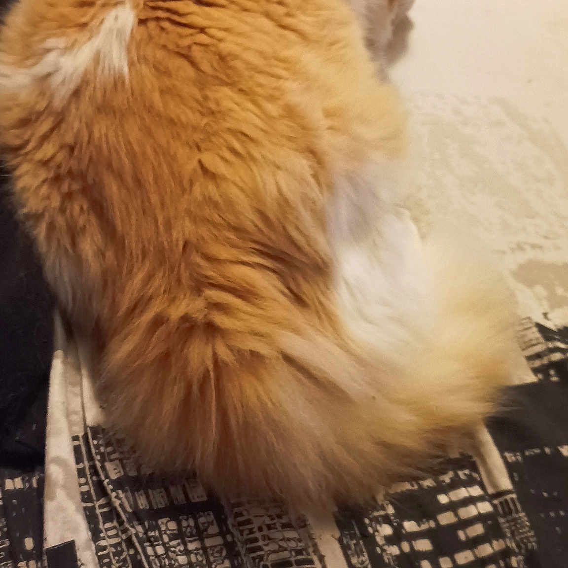 Poussy a rejoint le concours — aidez-le/la à gagner de superbes lots ! canidae, carnivore, cat, companion_dog, dog_breed, fawn, felidae, flooring, fur, hardwood, paw, pomeranian, small_to_medium_sized_cats, snout, spitz, sporting_group, tail, toy_dog, whiskers, wood