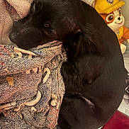 Nomar joined the competition — help win amazing prizes! animal, black_dog, blanket, comfort, cozy, cuddle, curled_up, dog, fabric, fur, home, indoor, pet, relaxation, resting, sleepy, soft_texture, stuffed_animal, toy, yellow_hat