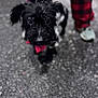 Nomar joined the competition — help win amazing prizes! animal, black_dog, blurred_background, bow_tie, checkered_pants, close_up, companion, curious, cute, dog, leash, outdoor, pants, pavement, person, pet, small_dog, sneakers, standing, walking