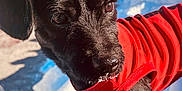 Nomar is registered to the contest to win money with this photo: animal, black_dog, canine, closeup, cold, curious, daylight, dog, fur, leash, nature, outdoor, pet, playful, red_jacket, snout, snow, standing, sunlight, winter
