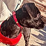 Nomar is registered to the contest to win money with this photo: alert, animal, black_dog, brick_wall, canine, close_up, collar, concrete, daylight, dog, domestic_animal, fur, leash, muzzle, outdoor, pet, red_harness, shadow, side_view, sunlight