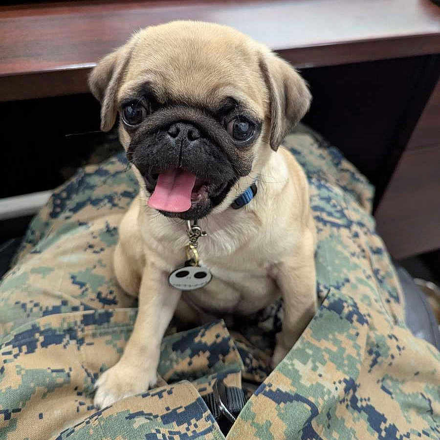 Charles Xavier is registered to the contest to win money with this photo: adorable, animal, camouflage, close_up, collar, companion, cute, desk, dog, indoor, keyboard, office, pants, pet, pug, puppy, sitting, smiling, tongue_out, young_dog