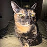 cat, tortoiseshell, pet, animal, indoor, close_up, yellow_eyes, relaxed, lap, fur, whiskers, ears, home, cozy, dim_lighting, person, feline, sitting, portrait, domestic