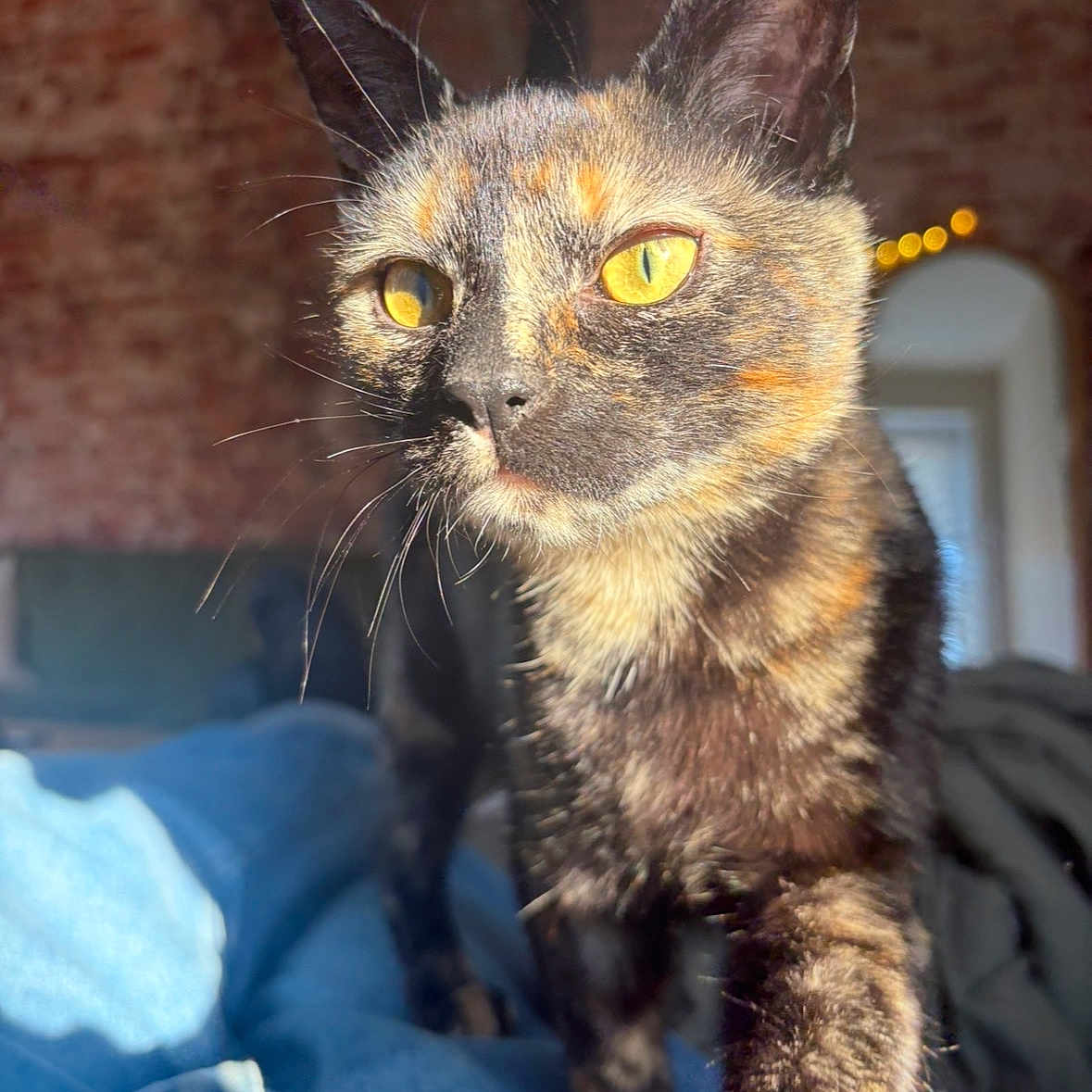 Stella