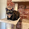 cat, tortoiseshell, pet, animal, indoor, cat_tree, feline, yellow_eyes, meowing, brick_wall, cozy, fur, whiskers, ears, claws, scratching_post, resting, looking, cute, expression