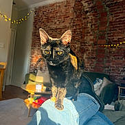 Stella joined the competition — help win amazing prizes! cat, tortoiseshell_cat, legs, blue_jeans, living_room, brick_wall, fairy_lights, sunlight, cozy, furniture, couch, table, pillows, indoor, pet, animal, curious, walking, shadow, casual