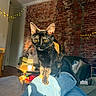 cat, tortoiseshell_cat, legs, blue_jeans, living_room, brick_wall, fairy_lights, sunlight, cozy, furniture, couch, table, pillows, indoor, pet, animal, curious, walking, shadow, casual