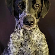 Priape participe au concours pour gagner de l'argent avec cette photo : dog, black_and_white, pet, animal, portrait, indoor, couch, fur, ears, eyes, nose, sitting, close_up, mammal, canine, domestic_animal, companion, cute, friendly, looking