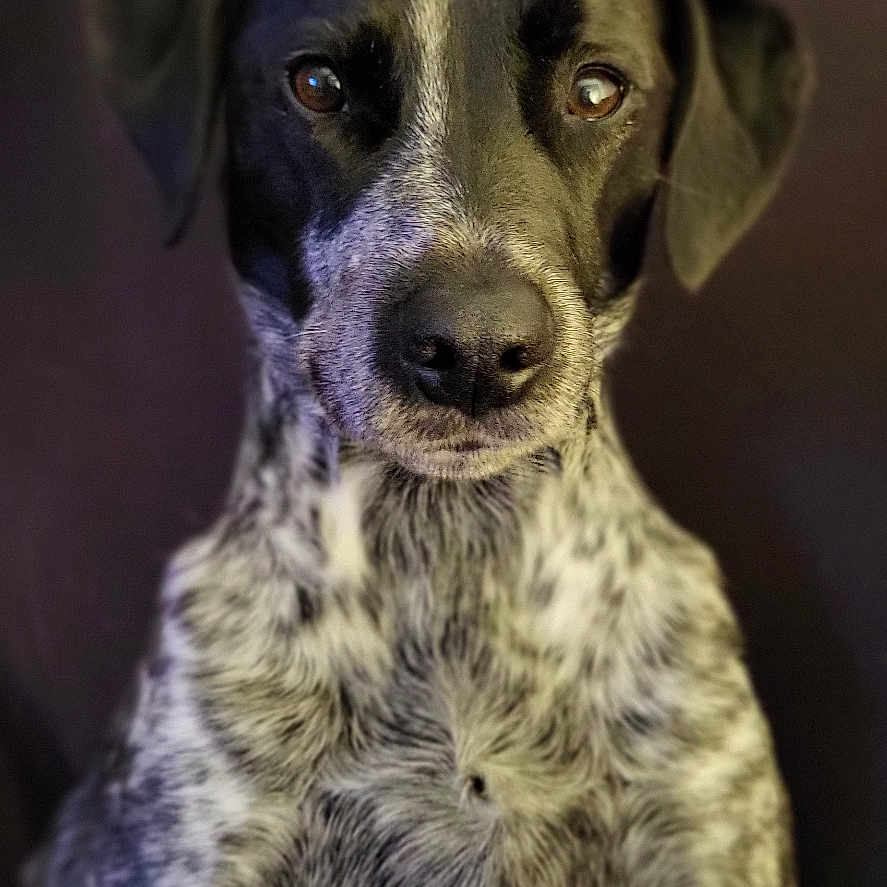 Priape participe au concours pour gagner de l'argent avec cette photo : animal, black_and_white, canine, close_up, companion, couch, cute, dog, domestic_animal, ears, eyes, friendly, fur, indoor, looking, mammal, nose, pet, portrait, sitting