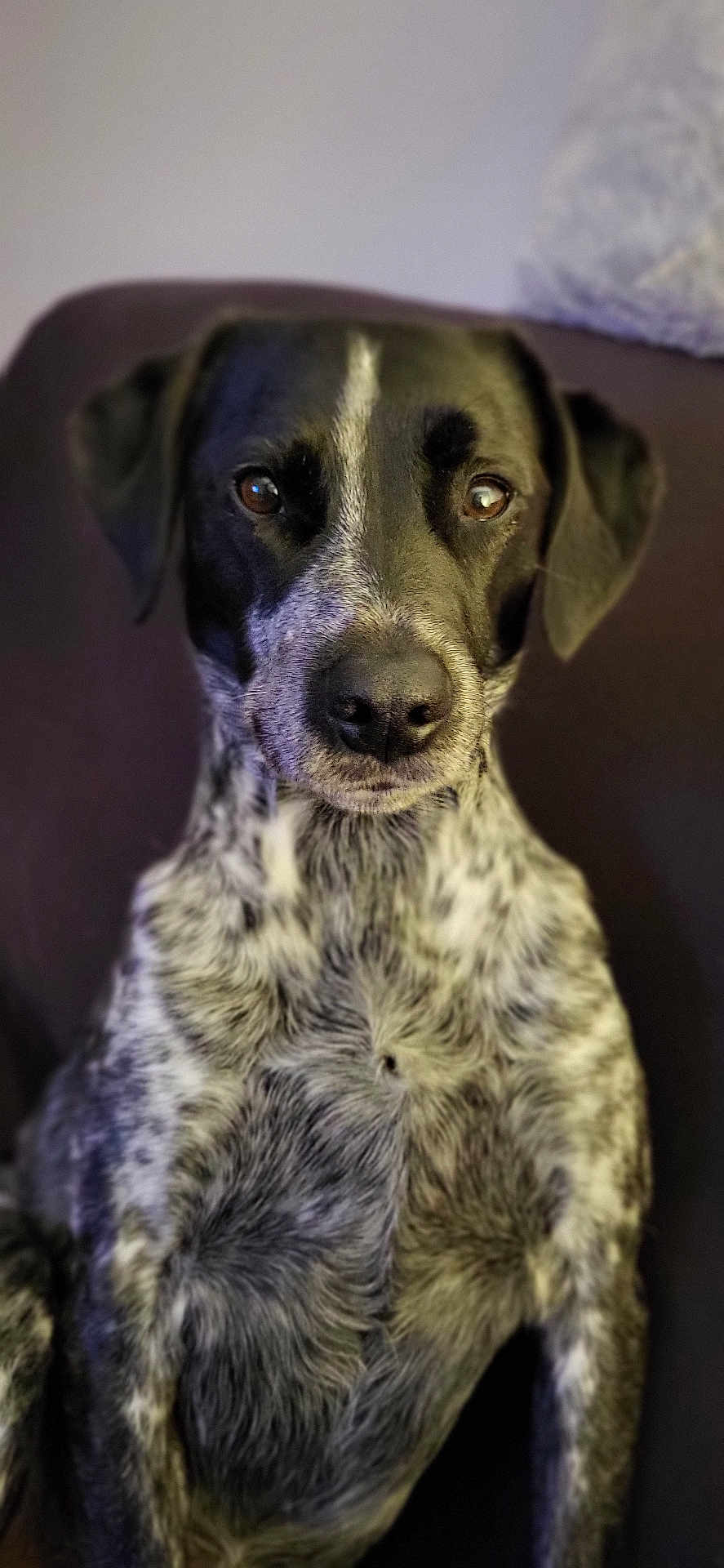 Priape participe au concours pour gagner de l'argent avec cette photo : dog, black_and_white, pet, animal, portrait, indoor, couch, fur, ears, eyes, nose, sitting, close_up, mammal, canine, domestic_animal, companion, cute, friendly, looking