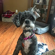 Chloe is registered to the contest to win money with this photo: dog, small_dog, curly_fur, pink_collar, indoor, wooden_floor, pet_bed, blanket, basket, cozy, home_interior, fur, paw, looking_up, cute, pet_tag, living_room, furniture, domestic_animal, animal
