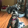 dog, small_dog, curly_fur, pink_collar, indoor, wooden_floor, pet_bed, blanket, basket, cozy, home_interior, fur, paw, looking_up, cute, pet_tag, living_room, furniture, domestic_animal, animal