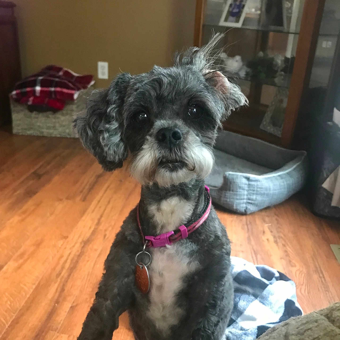 Chloe is registered to the contest to win money with this photo: animal, basket, blanket, cozy, curly_fur, cute, dog, domestic_animal, fur, furniture, home_interior, indoor, living_room, looking_up, paw, pet_bed, pet_tag, pink_collar, small_dog, wooden_floor