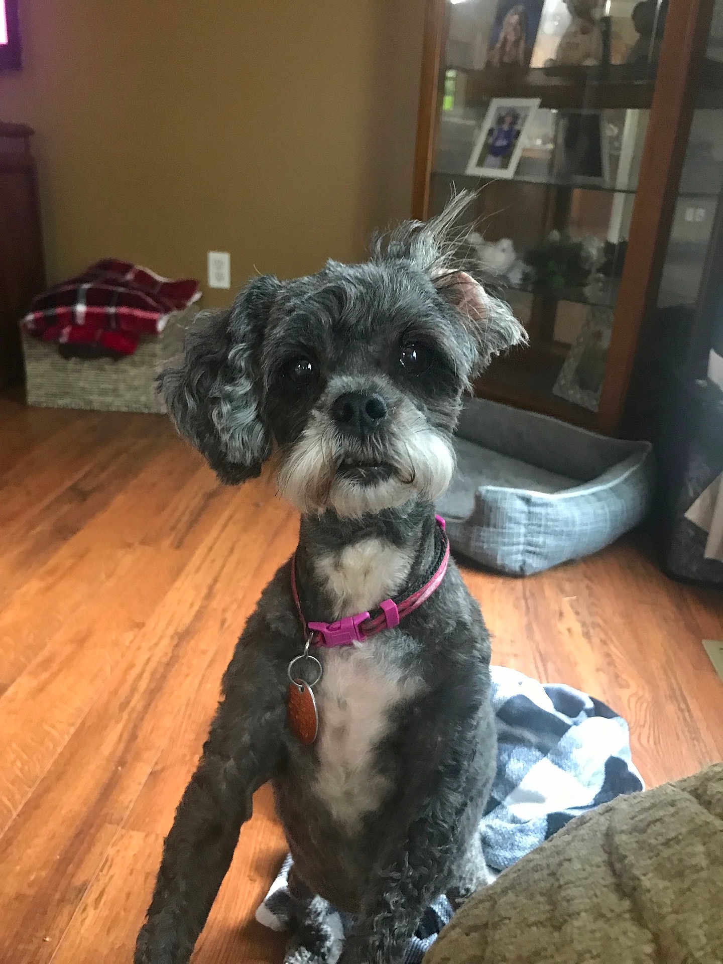 Chloe is registered to the contest to win money with this photo: dog, small_dog, curly_fur, pink_collar, indoor, wooden_floor, pet_bed, blanket, basket, cozy, home_interior, fur, paw, looking_up, cute, pet_tag, living_room, furniture, domestic_animal, animal