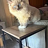 Obi joined the competition — help win amazing prizes! cat, fluffy, blue_eyes, long_hair, pet, animal, feline, standing, table, furniture, bedroom, indoors, home, wood, carpet, curtains, bed, cat_tower, whiskers, portrait