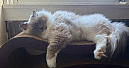 Obi is registered to the contest to win money with this photo: cat, fluffy, longhaired, ragdoll, blue_eyes, white_fur, gray_markings, pink_paw_pads, sleeping, lounging, relaxed, pet, animal, indoor, window, sunlight, cardboard_scratcher, scratching_post, whiskers, portrait
