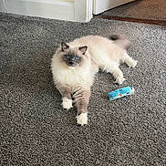 Obi is registered to the contest to win money with this photo: cat, fluffy, long_hair, blue_eyes, white_fur, gray_markings, lying_down, indoor, carpet, floor, doorway, home, pet, cute, relaxed, pointed_ears, whiskers, tail, packaging, portrait