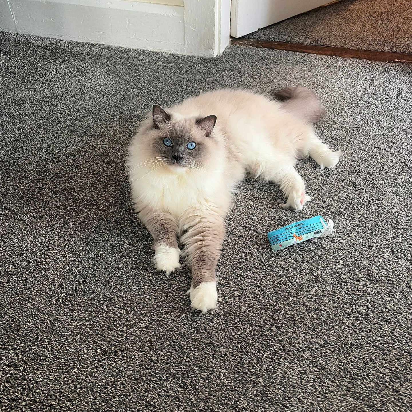 Obi