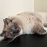 Obi is registered to the contest to win money with this photo: cat, feline, fluffy, long_hair, blue_eyes, pet, animal, lying_down, indoor, portrait, whiskers, ears, fur, cream_color, gray, relaxed, playful, black_surface, wall, close_up