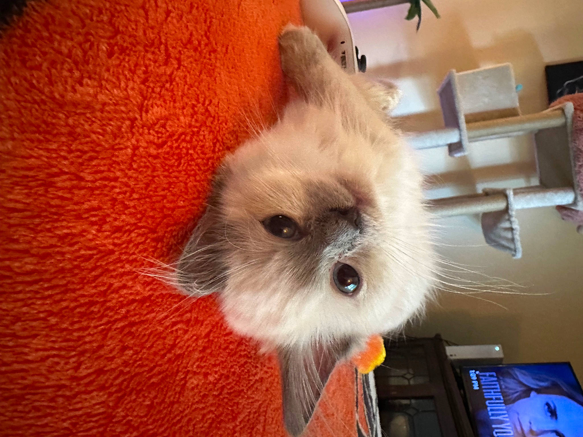 Loki is registered to the contest to win money with this photo: birman, canidae, carnivore, cat, companion_dog, dog_breed, fawn, felidae, fur, houseplant, non_sporting_group, siamese, small_to_medium_sized_cats, snout, tail, toy_dog, whiskers
