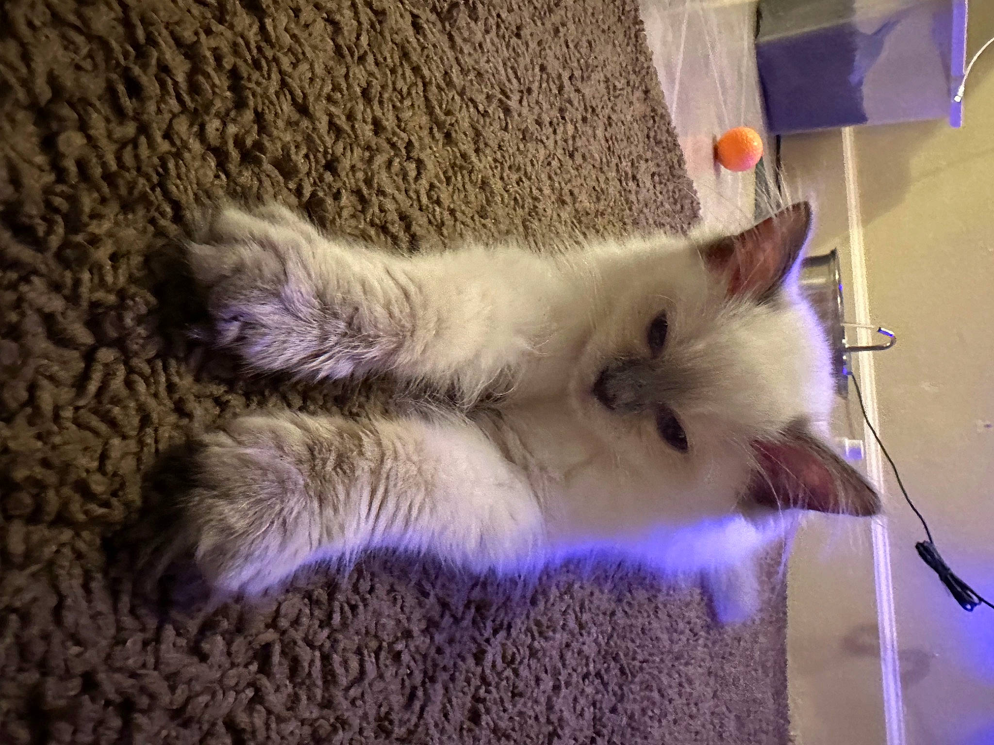 Loki joined the competition — help win amazing prizes! carnivore, cat, claw, domestic_short_haired_cat, fawn, felidae, flooring, fur, paw, ragdoll, small_to_medium_sized_cats, snout, tail, whiskers