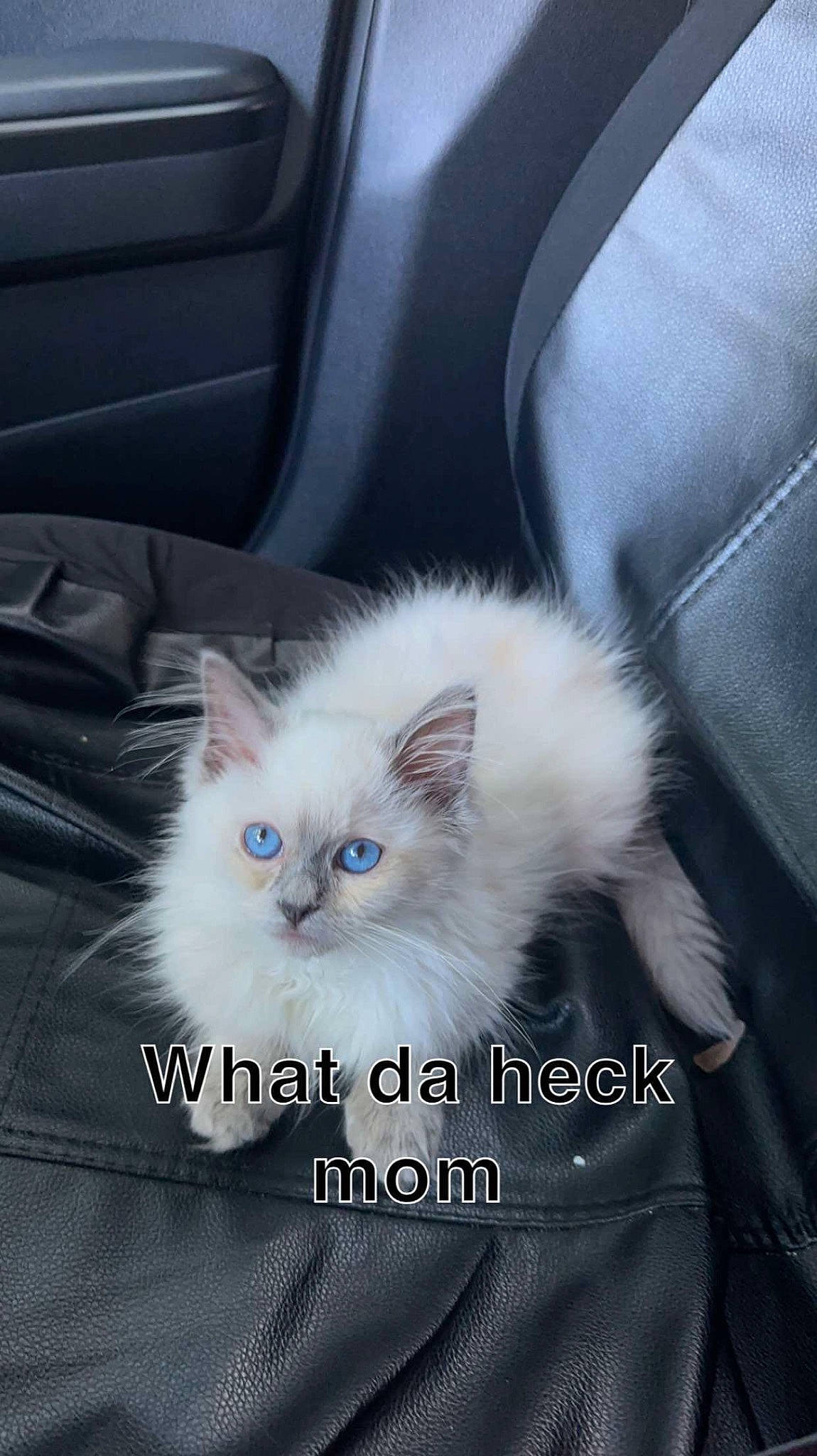 Loki joined the competition — help win amazing prizes! birman, british_longhair, carnivore, cat, claw, comfort, fawn, felidae, fur, paw, photo_caption, ragdoll, small_to_medium_sized_cats, snout, tail, terrestrial_animal, whiskers, white