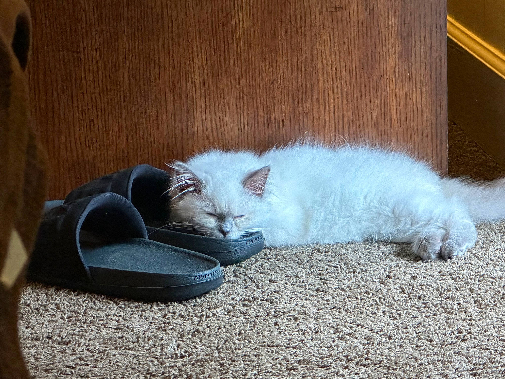 Loki joined the competition — help win amazing prizes! carnivore, cat, cat_supply, claw, comfort, companion_dog, domestic_short_haired_cat, felidae, flooring, fur, grey, hardwood, nap, paw, sitting, small_to_medium_sized_cats, tail, terrestrial_animal, whiskers, wood