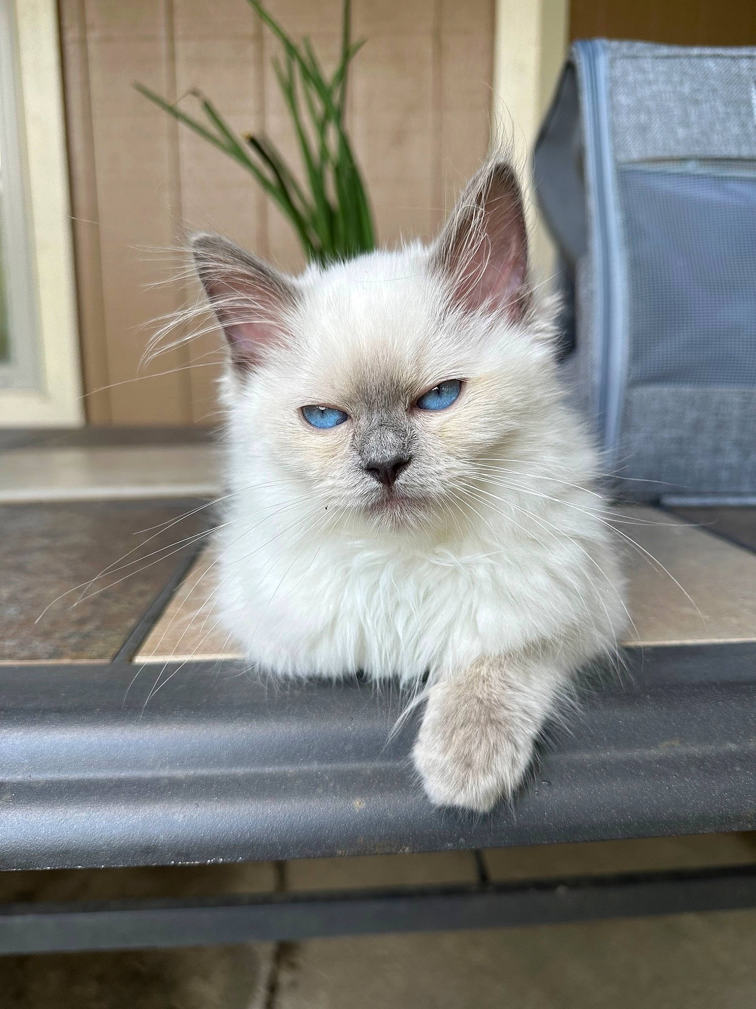 Loki