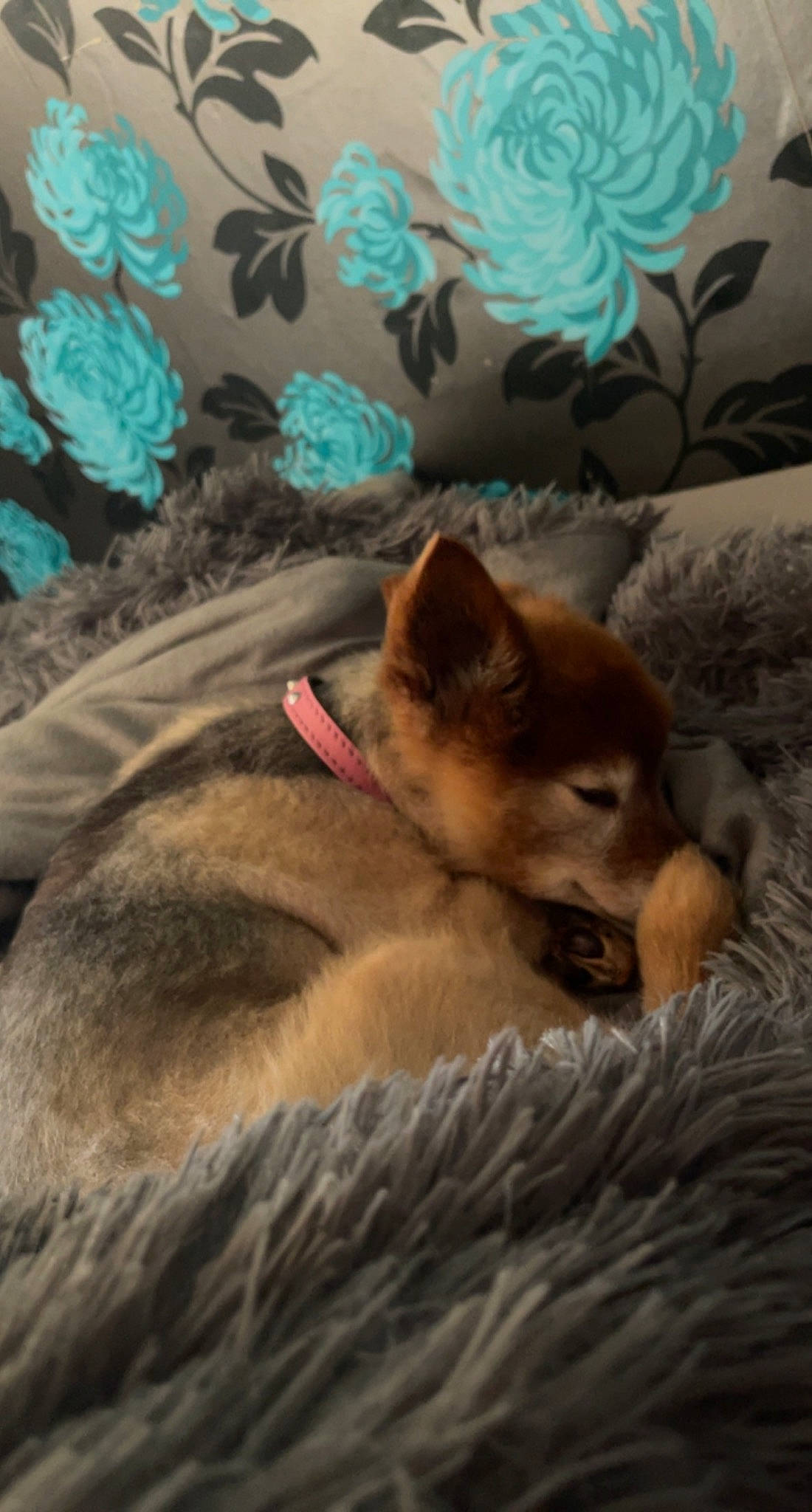 Mitsy joined the competition — help win amazing prizes! canidae, canis, carnivore, comfort, companion_dog, dog, dog_breed, fawn, felidae, fur, german_spitz_mittel, linens, snout, spitz, sporting_group, tail, terrestrial_animal, whiskers, wildlife, working_animal