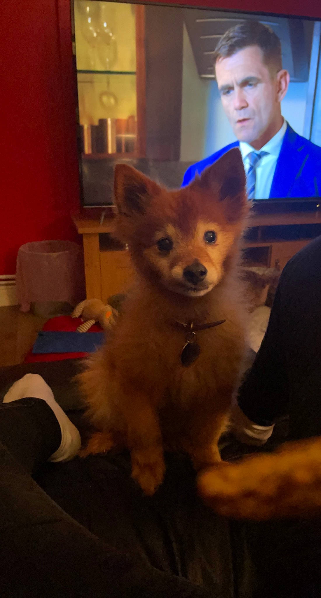 Mitsy joined the competition — help win amazing prizes! canidae, carnivore, chair, companion_dog, dog, dog_breed, event, eyewear, fawn, felidae, flooring, fur, selfie, small_to_medium_sized_cats, snout, tail, tie, toy_dog, whiskers, working_animal