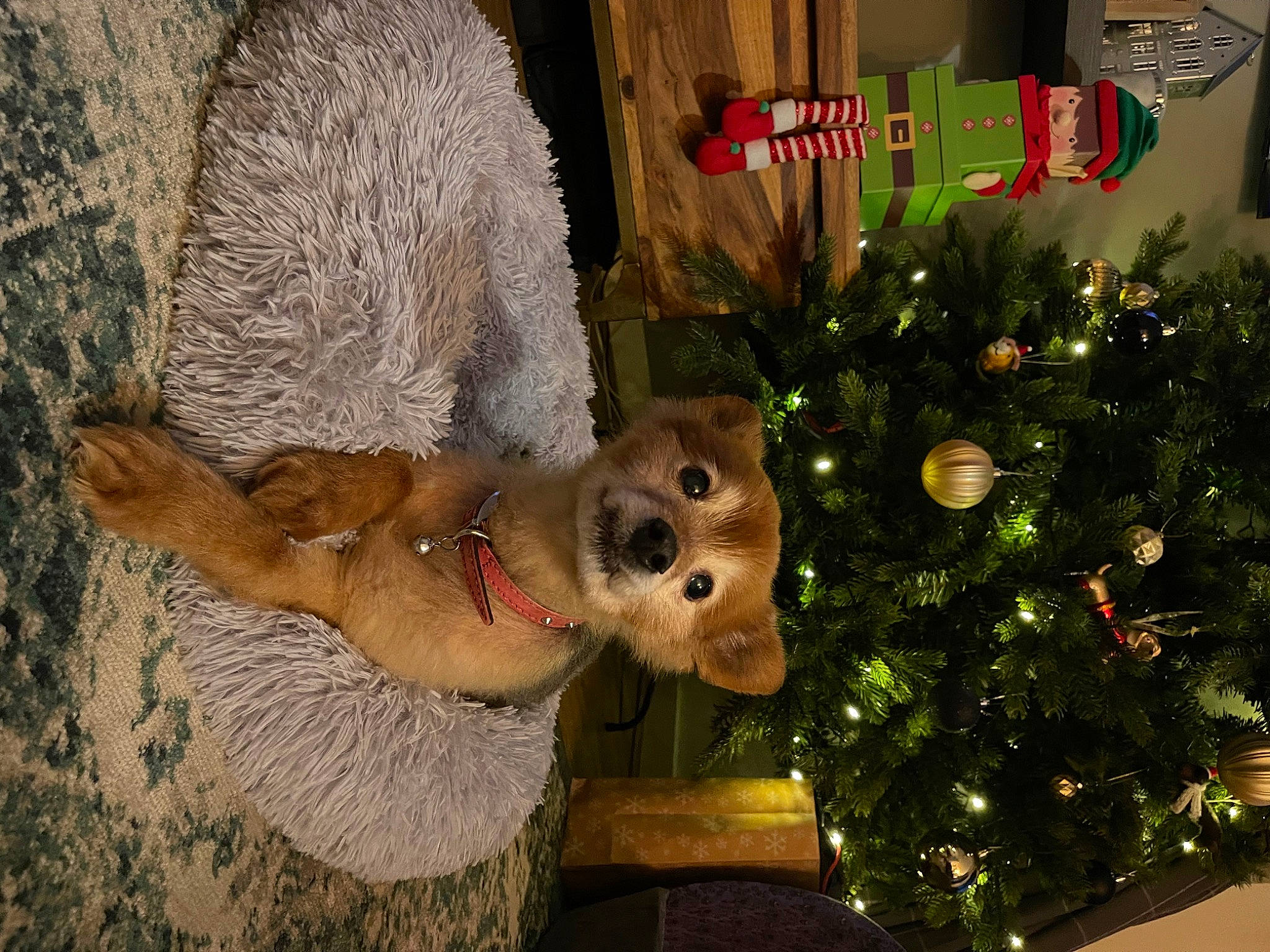 Mitsy is registered to the contest to win money with this photo: carnivore, christmas, christmas_decoration, christmas_ornament, christmas_tree, companion_dog, conifer, dog, dog_breed, event, evergreen, fawn, holiday, holiday_ornament, ornament, plant, snout, tail, tree, whiskers