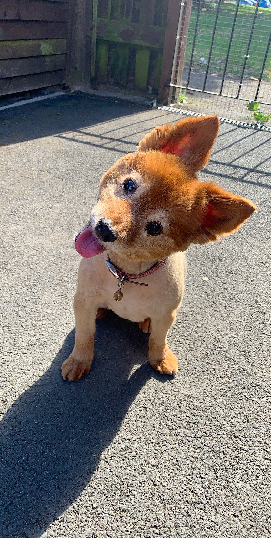 Mitsy joined the competition — help win amazing prizes! canidae, carnivore, collar, companion_dog, dog, dog_breed, dog_collar, dog_supply, fawn, fur, leash, pet_supply, road_surface, sidewalk, snout, sporting_group, tail, toy_dog, whiskers, working_animal