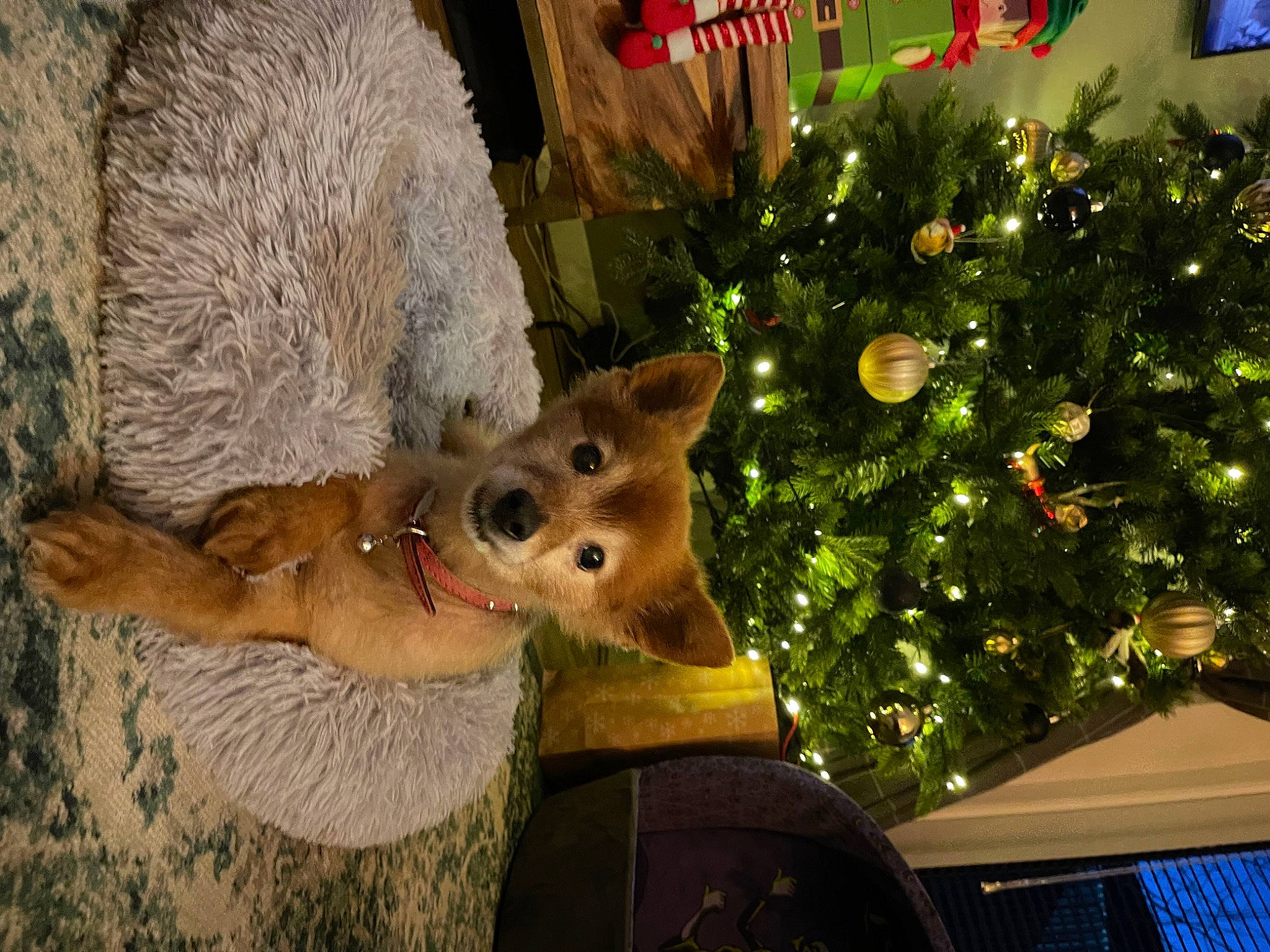 Mitsy is registered to the contest to win money with this photo: carnivore, christmas, christmas_decoration, christmas_ornament, christmas_tree, conifer, deer, dog, event, evergreen, fawn, felidae, holiday, holiday_ornament, ornament, plant, snout, tail, whiskers, working_animal