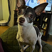 Pebbles joined the competition — help win amazing prizes! dog, pet, indoor, black_and_white, small_dog, ears, eyes, blanket, quilted, television, snowman, furniture, cabinet, carpet, curious, closeup, animal, canine, living_room, cute