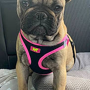 Vanina participe au concours pour gagner de l'argent avec cette photo : dog, french_bulldog, pet, animal, harness, black_and_pink, car_interior, seat, blanket, paw_prints, close_up, sitting, ears_up, alert, cute, companion, domestic_animal, fur, face, paws
