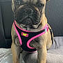 dog, french_bulldog, pet, animal, harness, black_and_pink, car_interior, seat, blanket, paw_prints, close_up, sitting, ears_up, alert, cute, companion, domestic_animal, fur, face, paws