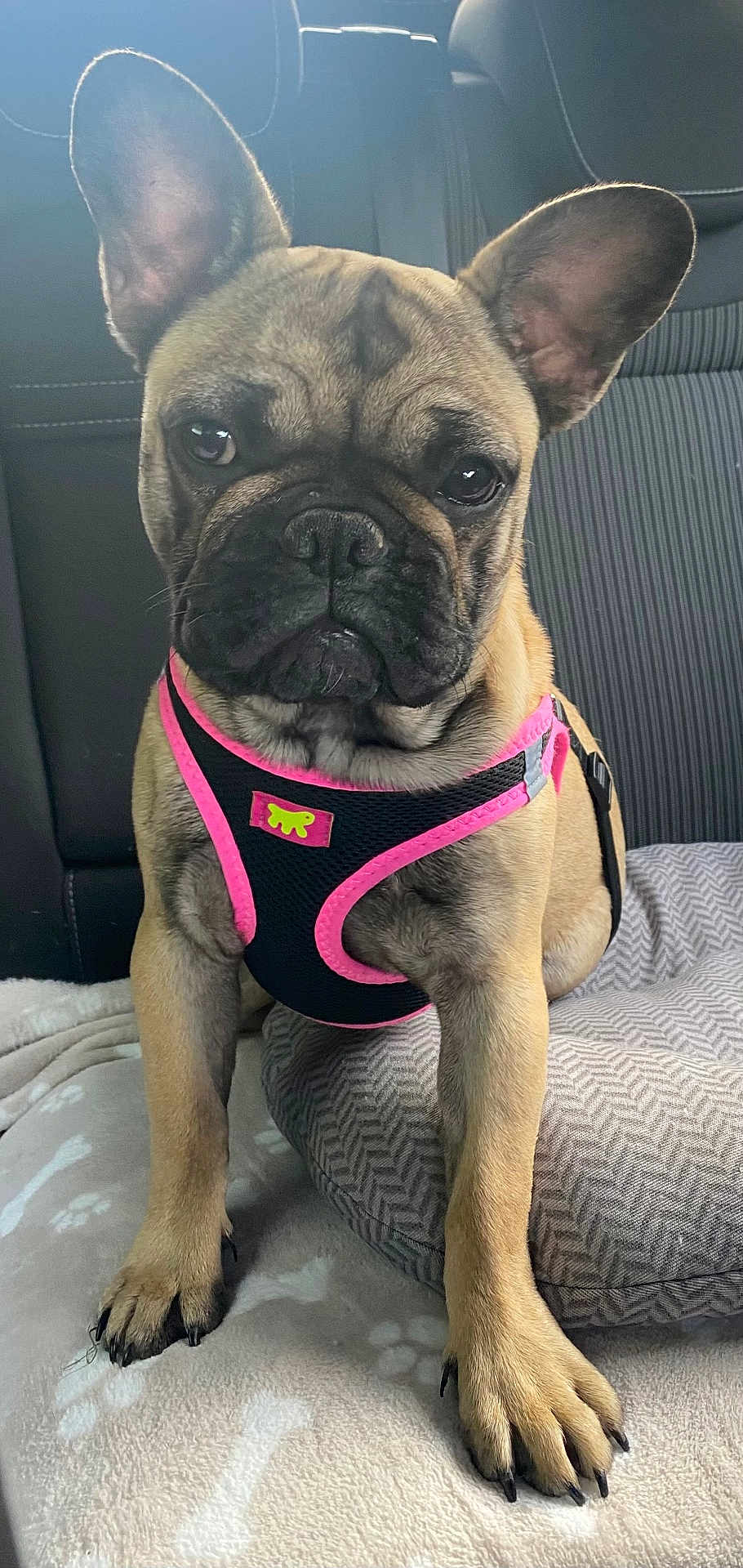 Vanina participe au concours pour gagner de l'argent avec cette photo : dog, french_bulldog, pet, animal, harness, black_and_pink, car_interior, seat, blanket, paw_prints, close_up, sitting, ears_up, alert, cute, companion, domestic_animal, fur, face, paws