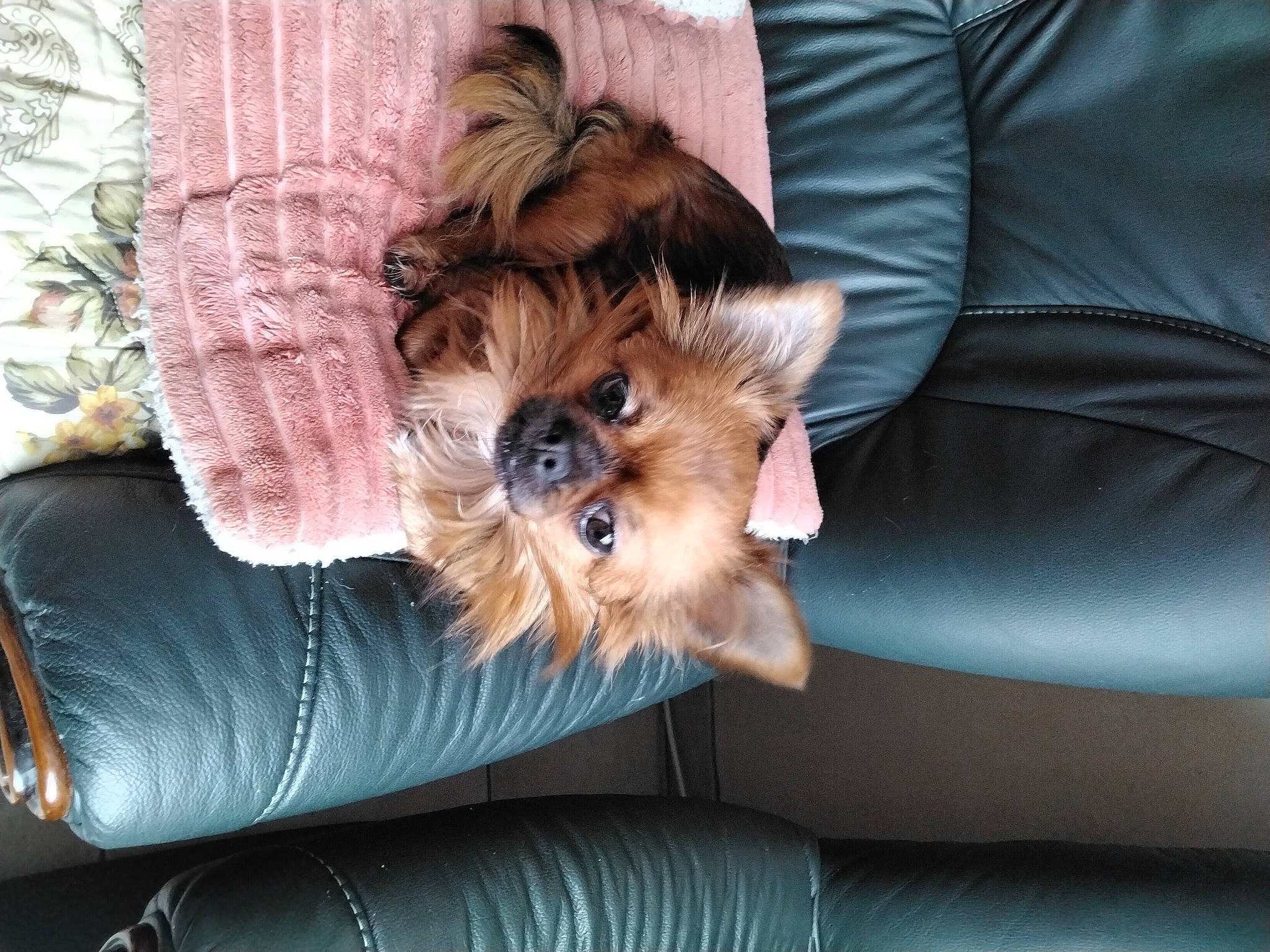 Shana a rejoint le concours — aidez-le/la à gagner de superbes lots ! carnivore, comfort, companion_dog, couch, dog, dog_breed, dog_supply, fawn, felidae, fur, liver, paw, small_terrier, small_to_medium_sized_cats, snout, sporting_group, terrier, toy_dog, whiskers, yorkshire_terrier