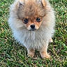 Boonty participe au concours pour gagner de l'argent avec cette photo : adorable, animal, canine, close_up, cute, dog, fluffy, fur, grass, looking_at_camera, mammal, nature, outdoor, pet, pomeranian, portrait, puppy, small_dog, standing, young_dog