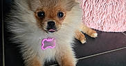 Boonty participe au concours pour gagner de l'argent avec cette photo : animal, collar, cozy, cushion, cute, dog, floor, fluffy, indoor, pet, pink, playful, plush, pomeranian, puppy, small_dog, tile, tongue_out, toy, young