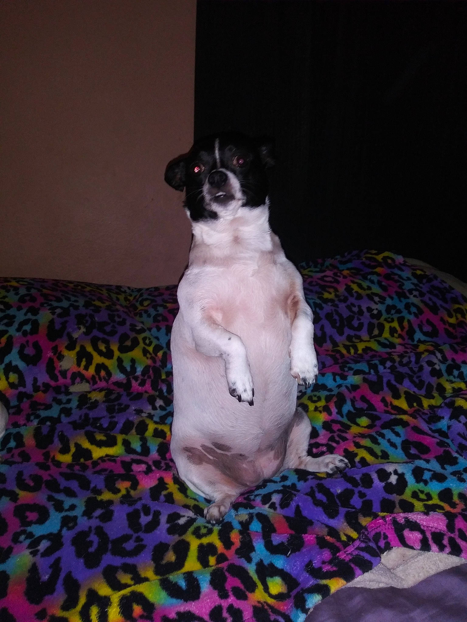 Stormy is registered to the contest to win money with this photo: canidae, carnivore, companion_dog, danish_swedish_farmdog, dog, dog_breed, fawn, feist, mammal, non_sporting_group, puppy, rat_terrier, sporting_group, toy_fox_terrier