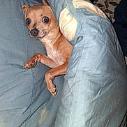 Charlie joined the competition — help win amazing prizes! dog, small_dog, blanket, blue_blanket, bed, fur, pet, animal, cute, indoors, resting, paw, nose, ears, looking, surprised, canine, cozy, wrapped, lying_down