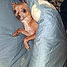 dog, small_dog, blanket, blue_blanket, bed, fur, pet, animal, cute, indoors, resting, paw, nose, ears, looking, surprised, canine, cozy, wrapped, lying_down